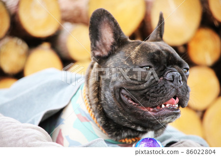 French bulldog who finished playing ball at the campsite 86022804