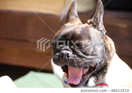 French store bulldog yelling