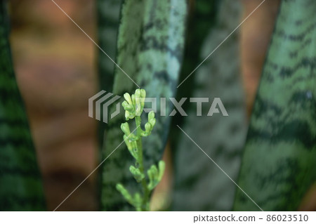 mother-in-law's tongue or snake plant flower blooming in garden 86023510