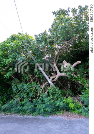 即將倒塌的電線桿西表島 即將倒塌的電線桿西表島 86023750