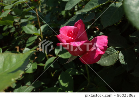 Rose in full bloom Stephanie de Monaco Rose in full bloom Stephanie de Monaco 86023862