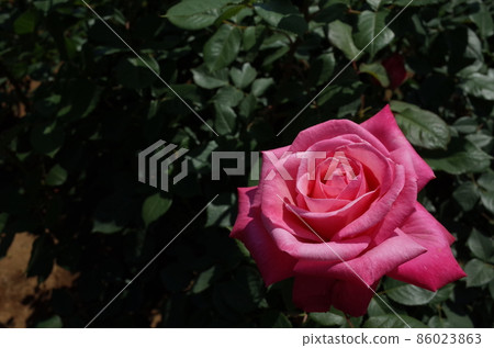 Rose in full bloom Stephanie de Monaco Rose in full bloom Stephanie de Monaco 86023863