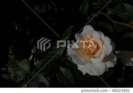 White rose in full bloom Moonsprite 86023982