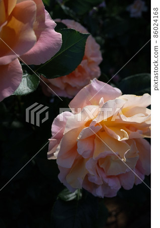 盛開的玫瑰高山日落 盛開的玫瑰高山日落 86024168