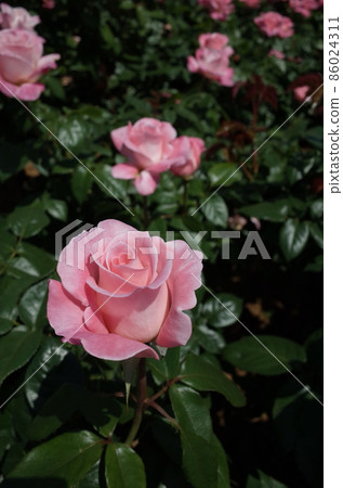 巴黎四月盛開的玫瑰 86024311