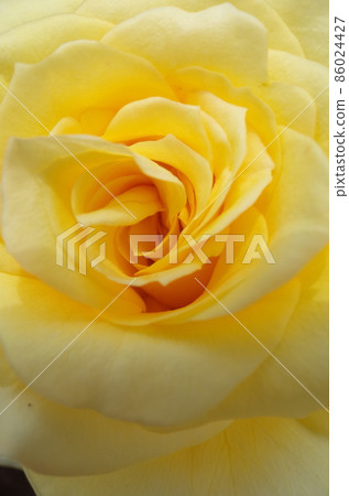 Yellow rose in full bloom Golden Medaillon Yellow rose in full bloom Golden Medaillon 86024427