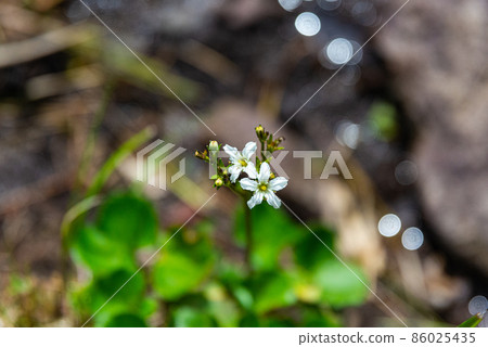 Nephrophyllidium 86025435