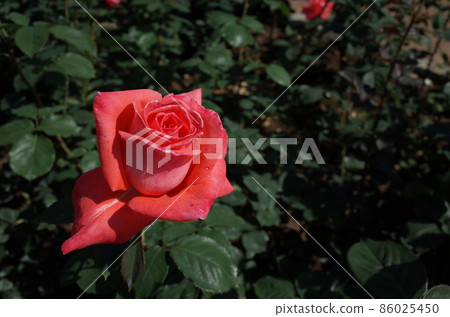 Red rose in full bloom Interflora Red rose in full bloom Interflora 86025450