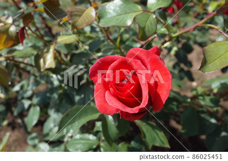 Red rose in full bloom Interflora Red rose in full bloom Interflora 86025451