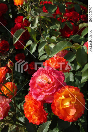 Rose in full bloom Nishiki Rose in full bloom Nishiki 86025764