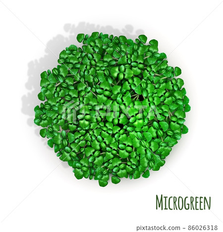 Micro greens in pot vector realistic isolated 86026318