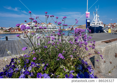 A plant with purple flowers 86026327
