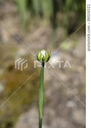 Great thrift 86026521