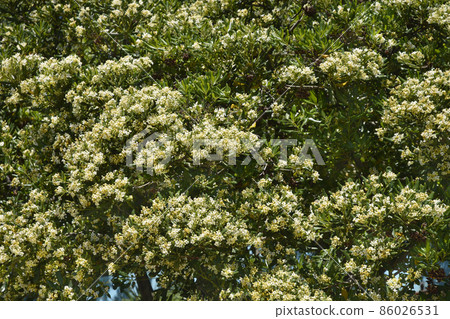 Mock Orange Mock Orange 86026531