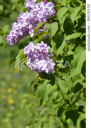 Lilac Esther Staley 86026538