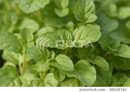 Basil Mint 86026562