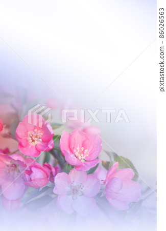 Beautiful Nature Background.Floral Art Design.Abstract Macro Photography.Colorful Flower.Spring Flowers.Creative Artistic Wallpaper.Celebration,love.Close up View.Happy Holidays.Copy Space.White Color 86026563