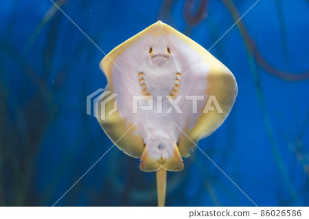 愛知縣蒲郡市竹島町的水族館 鰩魚的背面很可愛 愛知縣蒲郡市竹島町的水族館 鰩魚的背面很可愛 86026586