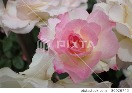 Rose in full bloom Matilda Rose in full bloom Matilda 86026743