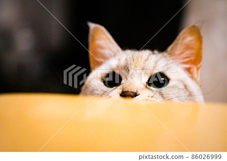 Cat peeking from the desk Cat peeking from the desk 86026999