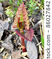 Japanese knotweed sprout 86027842