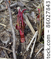 Japanese knotweed sprout 86027843