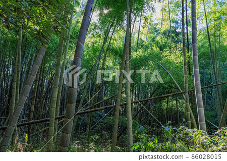 廢棄竹林的粗糙竹林圖像 86028015