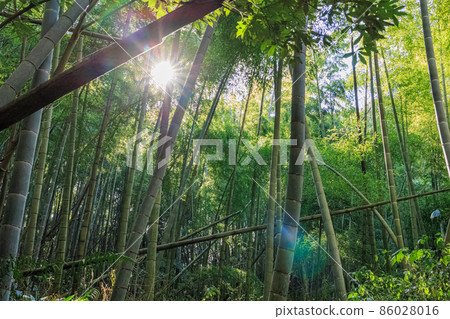 廢棄竹林的粗糙竹林圖像 86028016