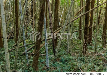 廢棄竹林的粗糙竹林圖像 廢棄竹林的粗糙竹林圖像 86028017