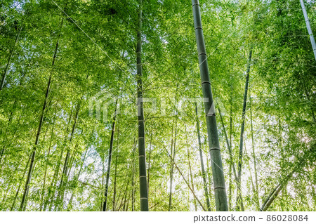  竹林 86028084
