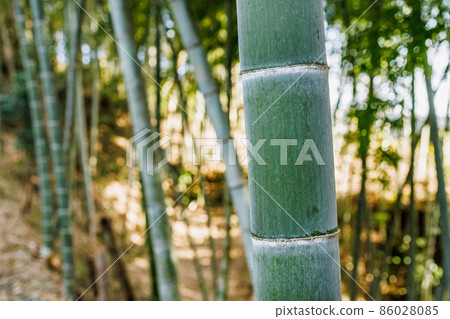 竹林 竹林 86028085