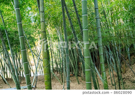  竹林 86028090