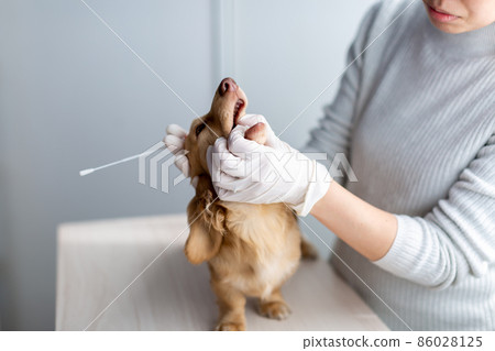 Pet dog care genetic test 86028125