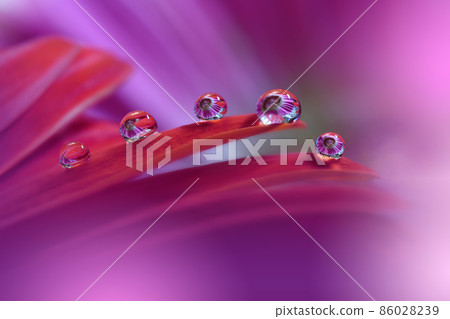 Beautiful Nature Background.Floral Art Design.Abstract Macro Photography.Gerbera Daisy Flower.Pastel Flowers.Violet Background.Creative Artistic Wallpaper.Wedding Invitation.Celebration,love.Close up  86028239