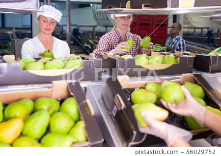 People sorting and preparing pears to packing 86029752