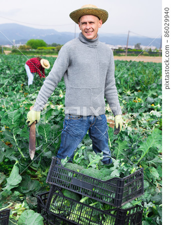 Male farmer harvesting broccoli on farm field Male farmer harvesting broccoli on farm field 86029940