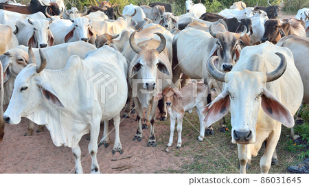 Group of cow herd is feeding grass in a dry field,Tropical natural landscape in Thailand. Group of cow herd is feeding grass in a dry field,Tropical natural landscape in Thailand. 86031645