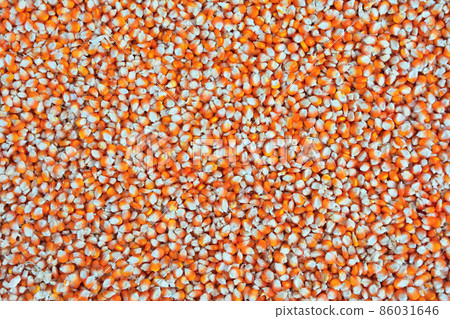 Close up dried yellow corn kernels are lined up in the background. Close up dried yellow corn kernels are lined up in the background. 86031646