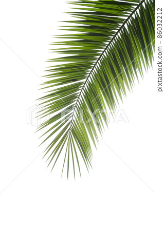Palm tree leaf isolated. Tropical palm branch on a white blank background. 86032212