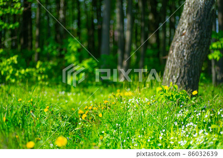 Forest banner background. Summer sunny forest blur background. Forest nature with grass and trees wood in the morning sunlight 86032639