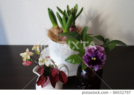 Hyacinth, a pansy on a shoe box 86032797