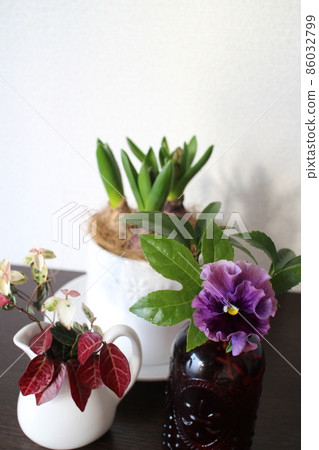 Hyacinth, a pansy on a shoe box 86032799