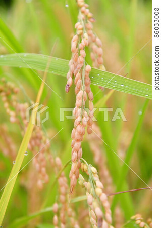 Inaho, a rice paddy in the Kitaimogawa River (Niigata Prefecture) 86033008
