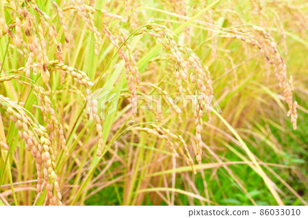 Inaho, a rice paddy in the Kitaimogawa River (Niigata Prefecture) 86033010