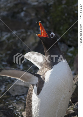 Gentoo Penguin, Antartica 86034532