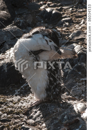Chinstrap Penguin, Paulet island, Antartica, Scientific name,Pygoscelis antarcticus 86034533