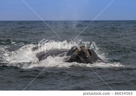 Whale Patagonia Argentina Whale Patagonia Argentina 86034565