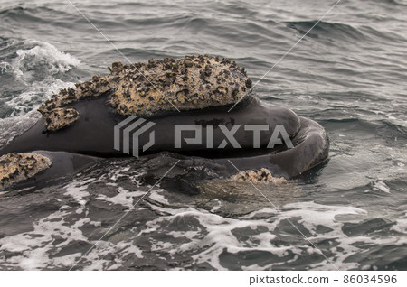 Whale Patagonia Argentina Whale Patagonia Argentina 86034596