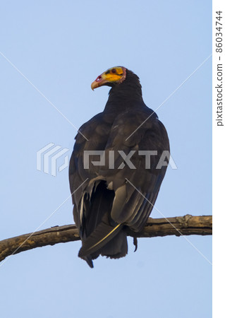 Lesser Yellow headed Vulture Lesser Yellow headed Vulture 86034744