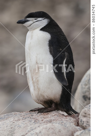Chinstrap Penguin, Paulet island, Antartica, Scientific name,Pygoscelis antarcticus Chinstrap Penguin, Paulet island, Antartica, Scientific name,Pygoscelis antarcticus 86034745